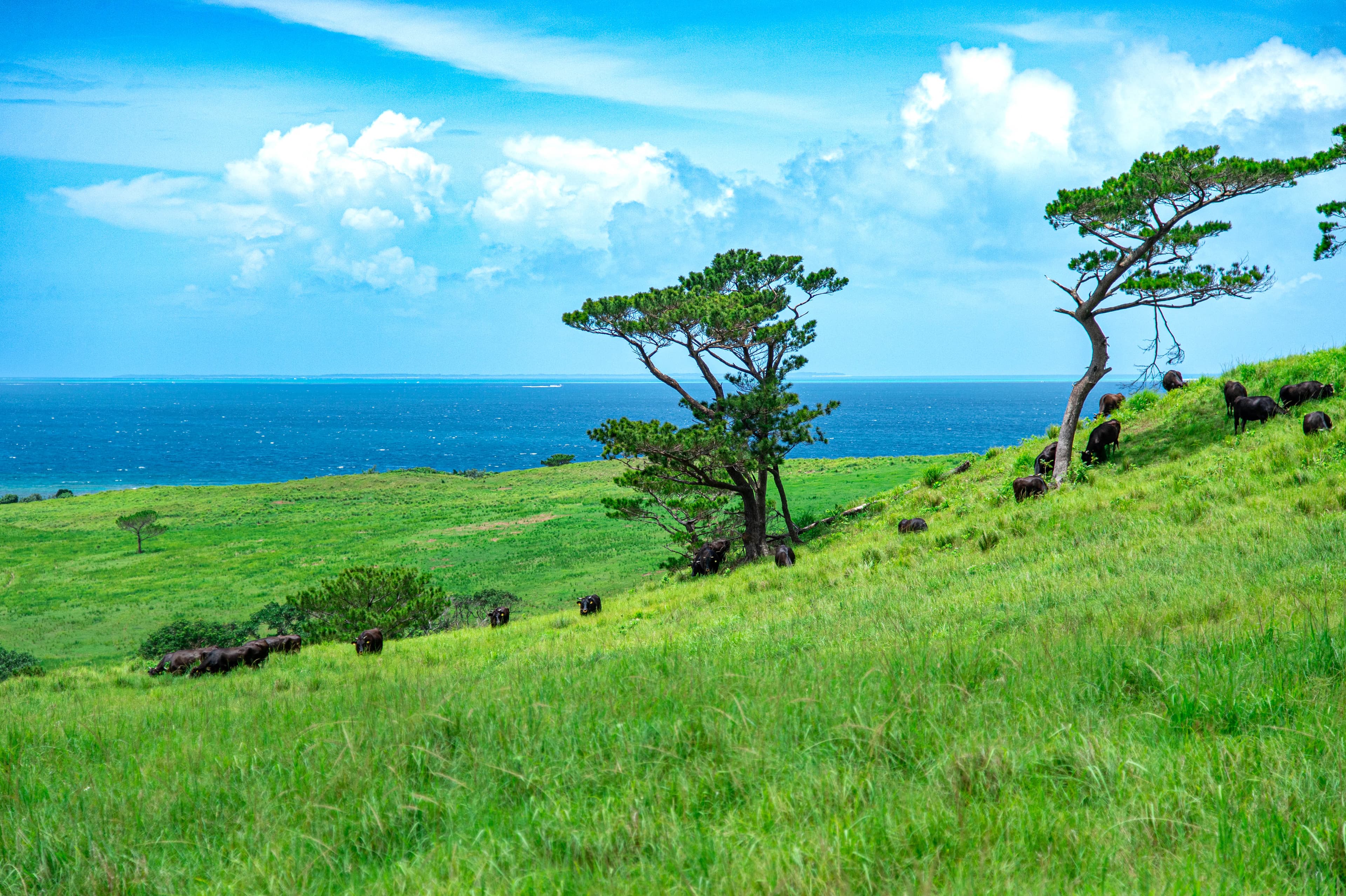 main_bg