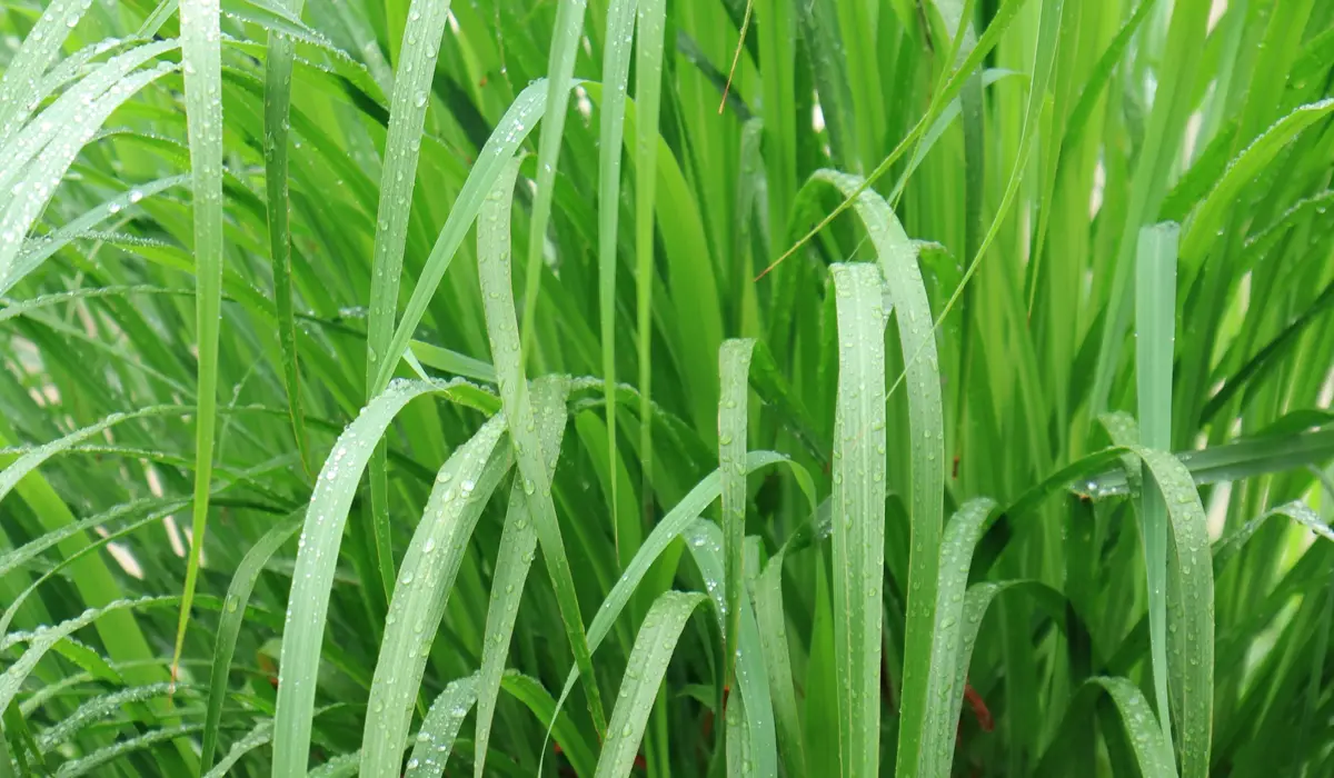 石垣島長寿薬草園